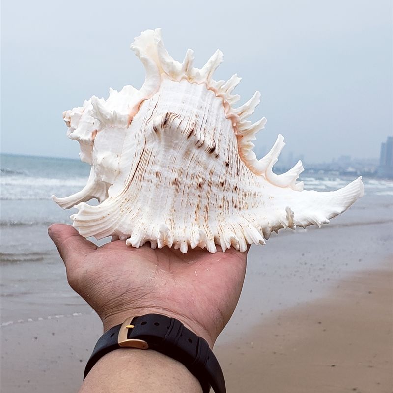 贝壳海螺批发天然大千手螺摆件居家鱼缸造景螺壳大代发代货热跨境