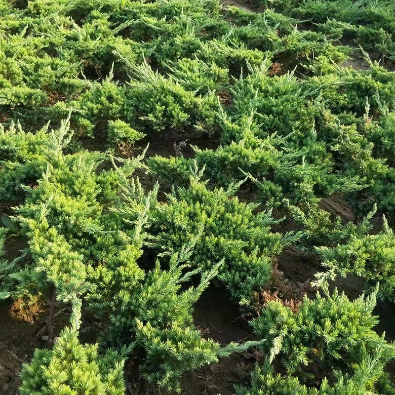 地柏苗灌木绿化工程苗四季常青植物造型铺地柏庭院摆放盆景