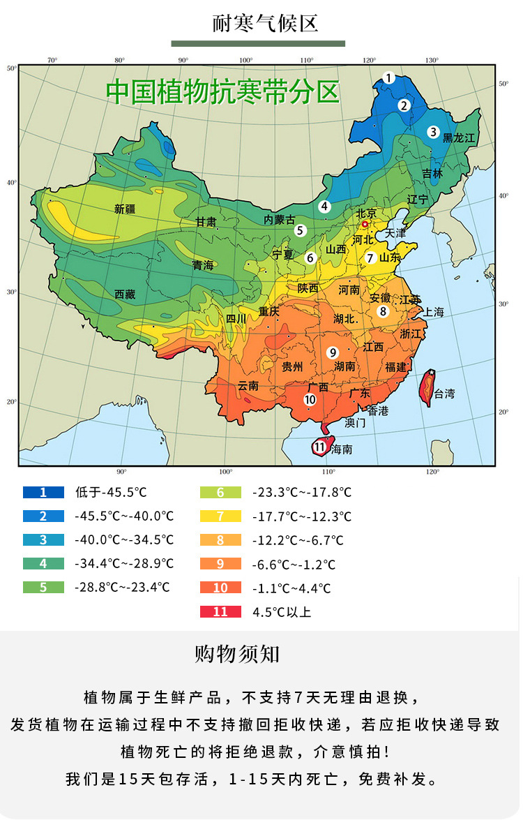 紫色系列山茶花苗阳台户外庭院花卉绿植物盆栽景福建龙岩基地种植