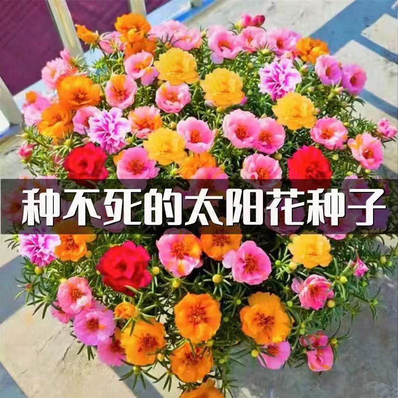 一件代发太阳花种子重瓣混色松叶牡丹花卉种子室内阳台盆栽花种籽