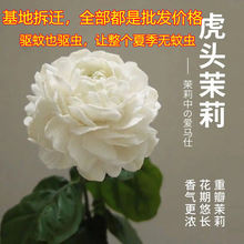 茉莉花苗【一个月开花带叶发货】驱蚊盆栽180天循环开花绿植花卉