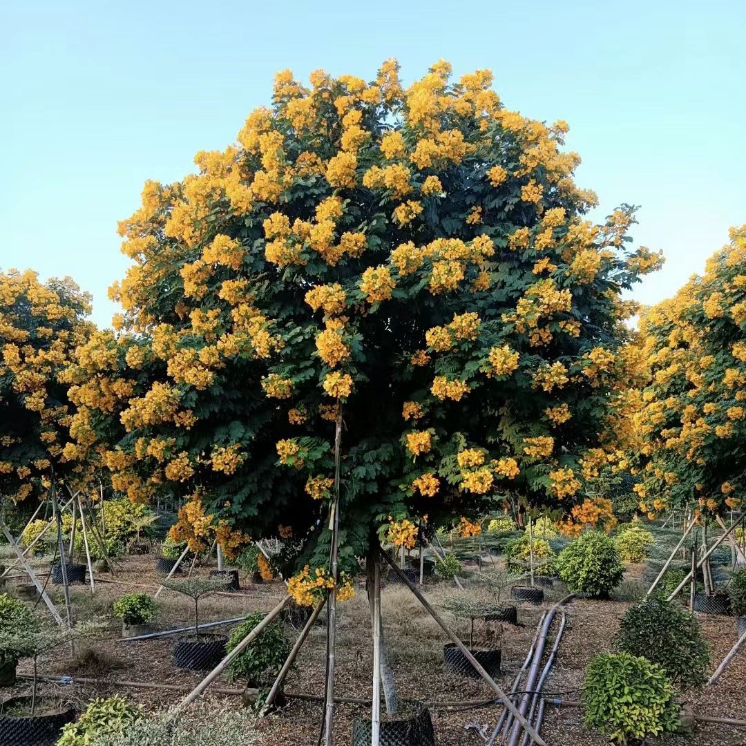 福建黄花槐全冠基地批发景观树绿化树 骨架黄花槐6