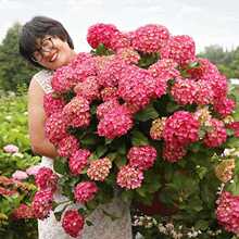 海蒂的花园旗舰店绣球花苗无尽夏花手鞠绣球阳台庭院花卉盆栽植物