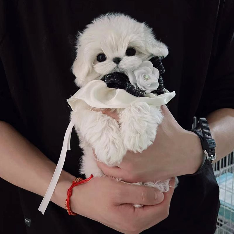 马尔济斯犬幼崽纯种双血统韩系超小体宠物狗贵族犬幼犬犬舍茶杯犬