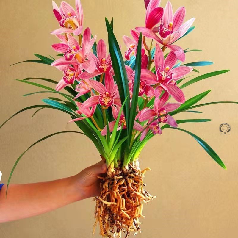 带花苞出售 建兰四季兰 状元红 兰花苗 好养易活 浓香型兰花