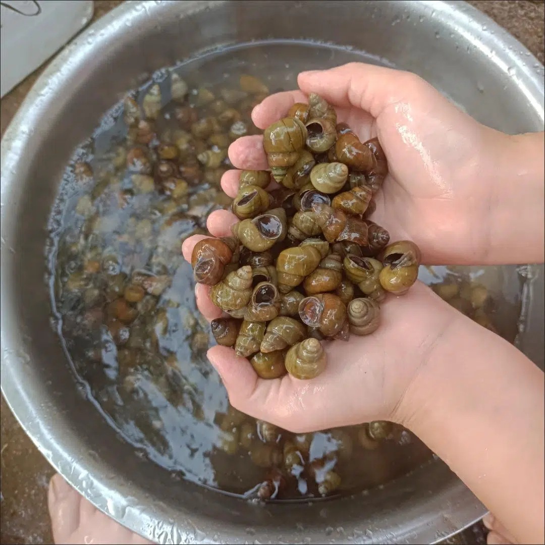 淡水田螺现货鲜活包活精选吐沙去尾无泥螺螺蛳肉包活批发活体