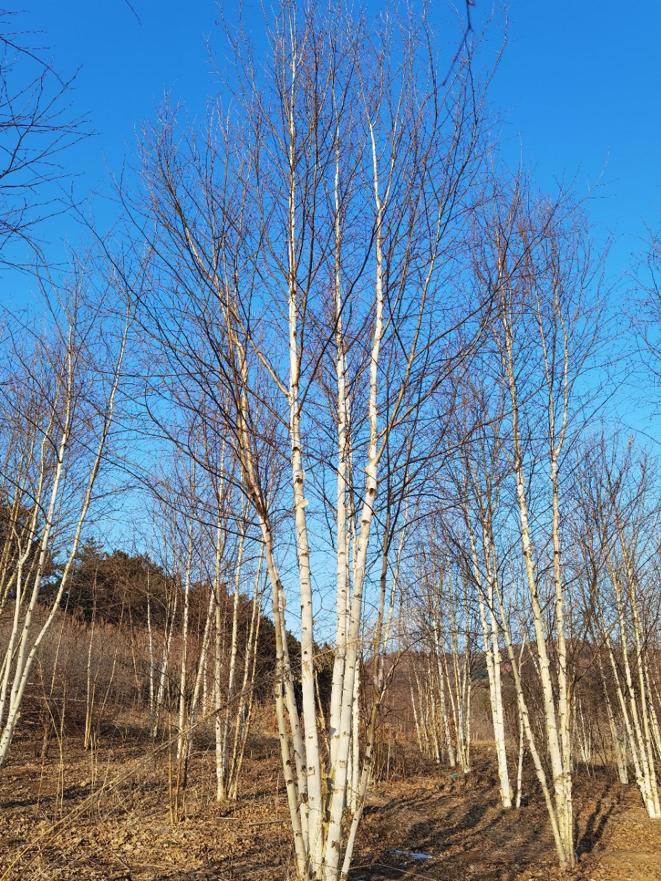 苗圃生产丛生白桦独杆白桦树 多分支白桦 辽宁白桦树 东北白桦树