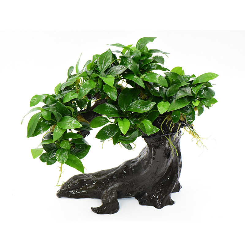 玉树迎风迷你小榕招财树绑水榕树脂沉木定植蓝精灵杂交小榕牡丹榕