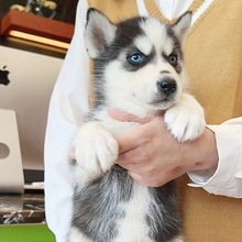 [河南直达]纯种哈士奇幼犬三把火蓝眼小中型二哈犬宠物狗活体