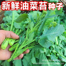 新品油菜苔种子四季蔬菜抽苔油菜心种籽菜薹油绿叶菜抽心油菜种籽