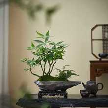 室内耐阴五福桌面造型办公室茶几植物发财树盆栽盆景好养清新绿植