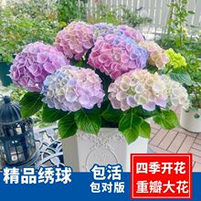 绣球花绣球花苗盆栽四季开花无尽夏卉室内外阳台庭院绿植八仙花