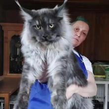 烟灰缅因猫幼猫烟黑红银虎斑纯种血统俄罗斯缅因猫咪活体宠物猫咪