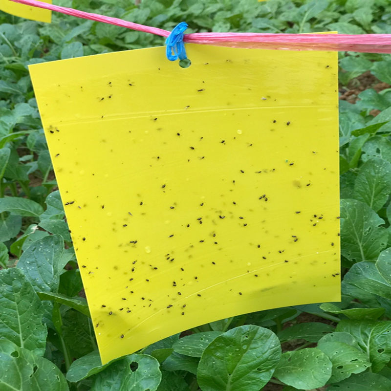 双面加厚粘虫板黄板蓝色诱虫板菜地大棚果茶园沾果实蝇蓟马白粉虱