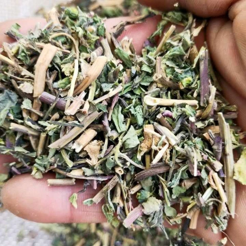 泽漆 新货猫眼草 猫眼草 泽漆500克批发真货好货真货好货真货好货