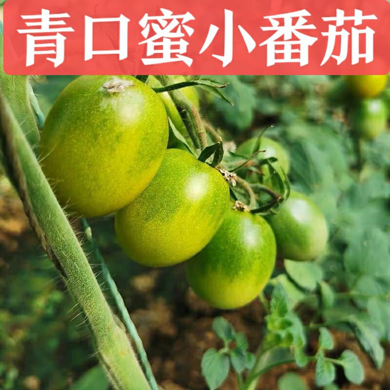 青口蜜圣女果绿色小番茄新鲜绿千禧超甜即食小柿子5斤顺丰