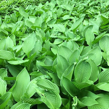 基地批发供应庭院阳台盆栽玉簪花 玉簪花苗 青叶玉簪大叶子玉簪苗