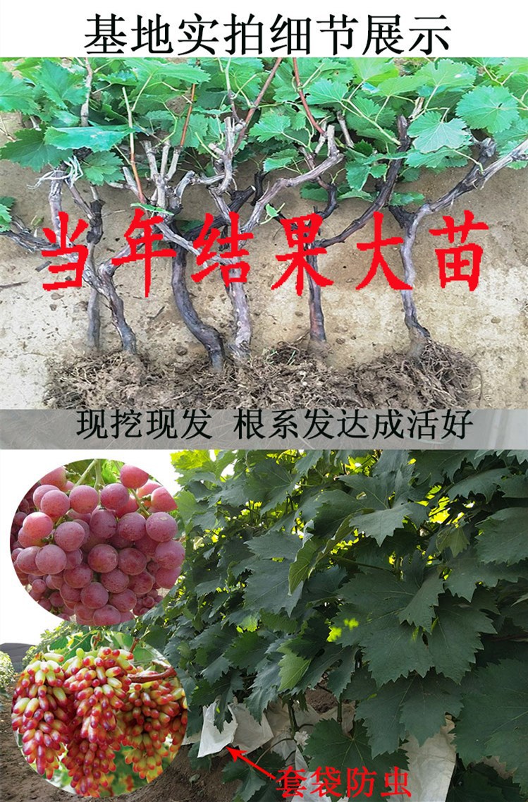 葡萄树苖阳光玫瑰葡萄苗树果苗蓝宝石北南方种植爬藤巨峰葡萄树苗