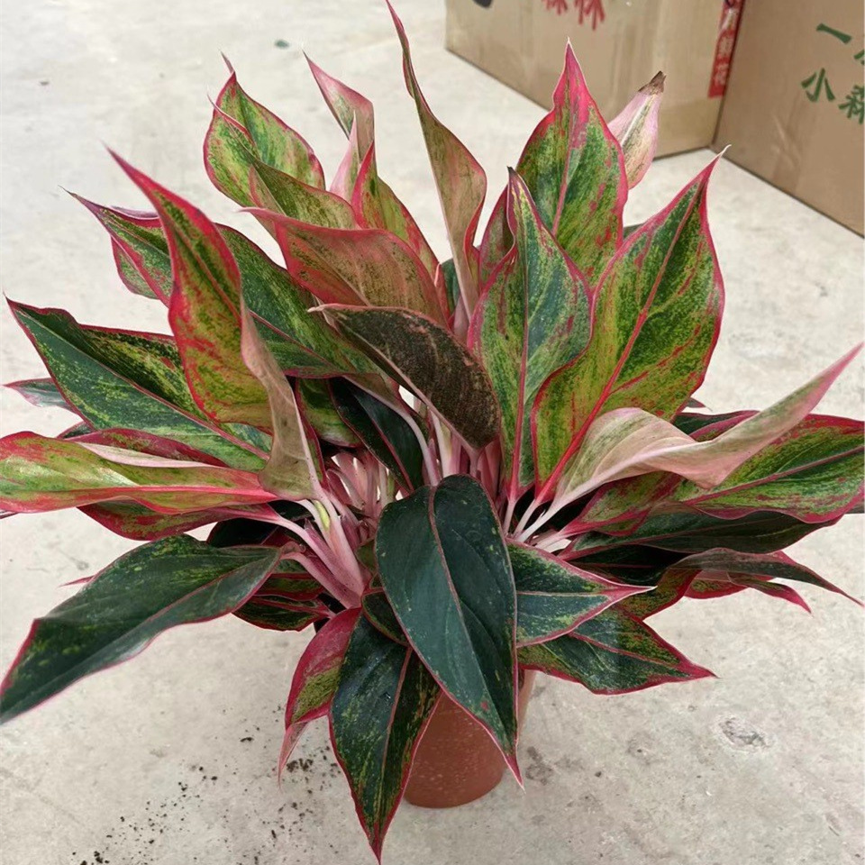 150杯万年红盆栽花卉绿植如意皇后吉利红好养净化空气桌面小植物