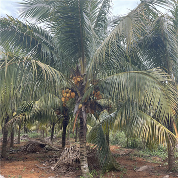 海南椰子树棕榈树种植基地批发文昌红椰子真椰子树金椰水果椰子树
