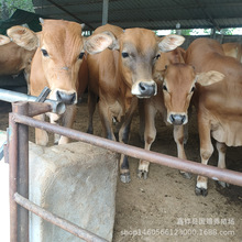 改良鲁西黄牛育肥肉牛犊 西门塔尔牛养牛场小牛犊价格肉牛养殖场