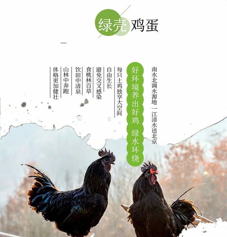 40枚散养乌鸡土鸡蛋新鲜鸡蛋绿壳土鸡蛋柴笨鸡蛋10枚散装绿壳鸡蛋