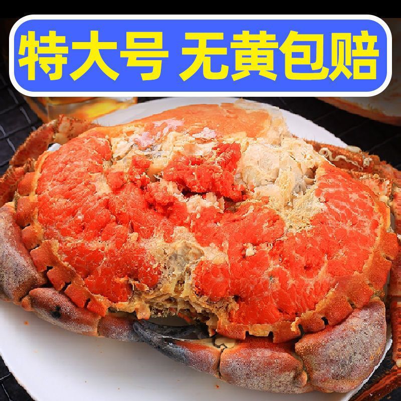 英国面包蟹只面包蟹熟食蟹熟冻即食螃蟹珍宝蟹梭子蟹海蟹