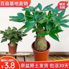 发财树盆栽植物室客厅招财树发财树树桩办公室四季常青植物代发