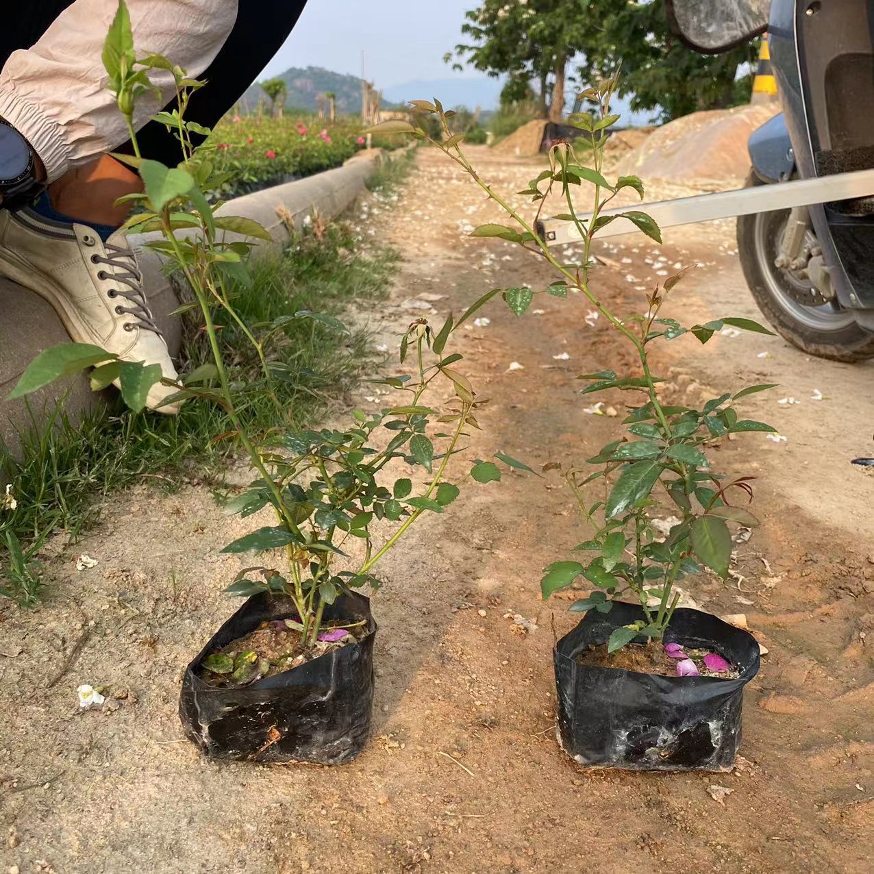 【丰花月季】袋苗小苗批发 丰花月季漳州基地直供 绿化苗木报价