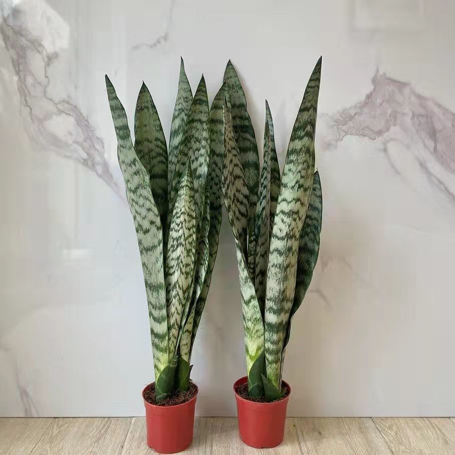 【好鲜花】-好鲜花厂家,品牌,图片,热帖-阿里巴巴