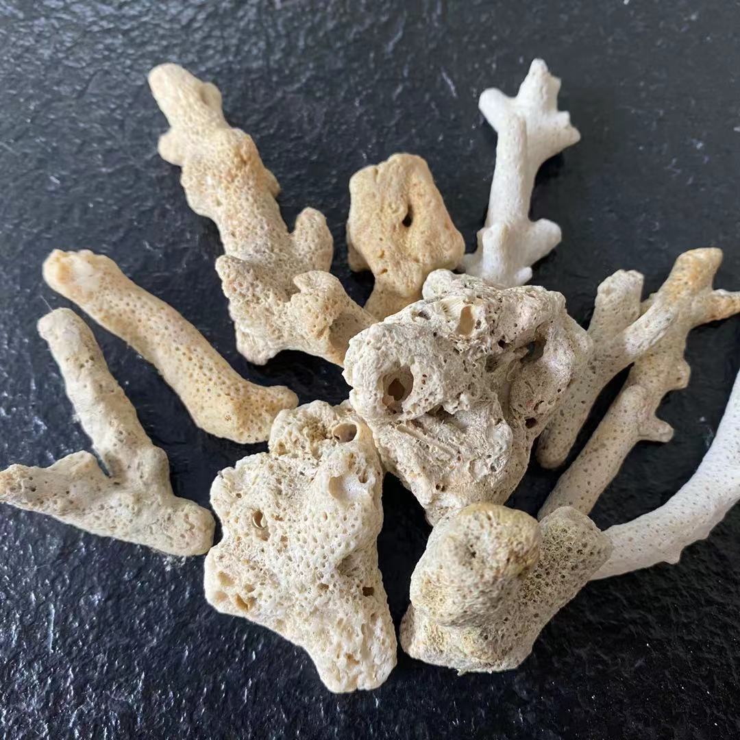 现货供应 珊瑚石 珊瑚骨 水族鱼缸鱼池海洋馆过滤材料用珊瑚沙