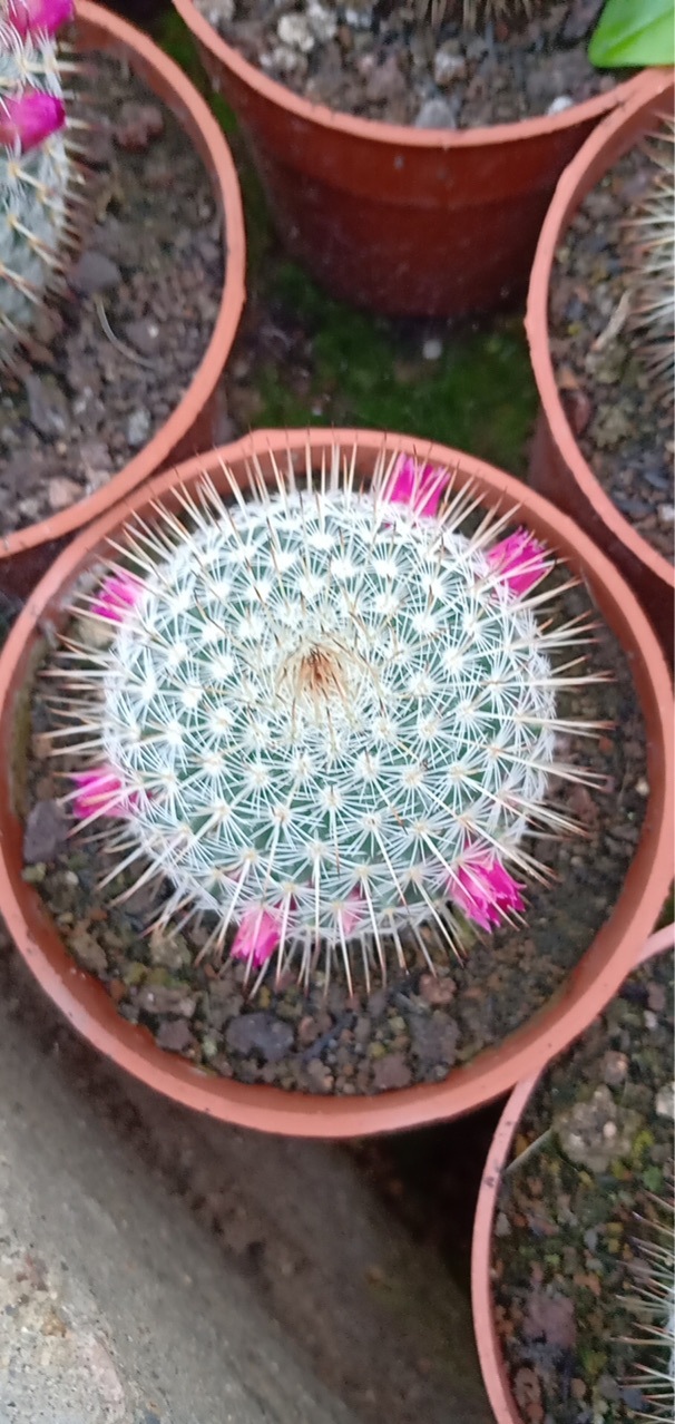 盆栽仙人球掌形绿植实生仙人球希望丸多肉植物仙人掌基地批发