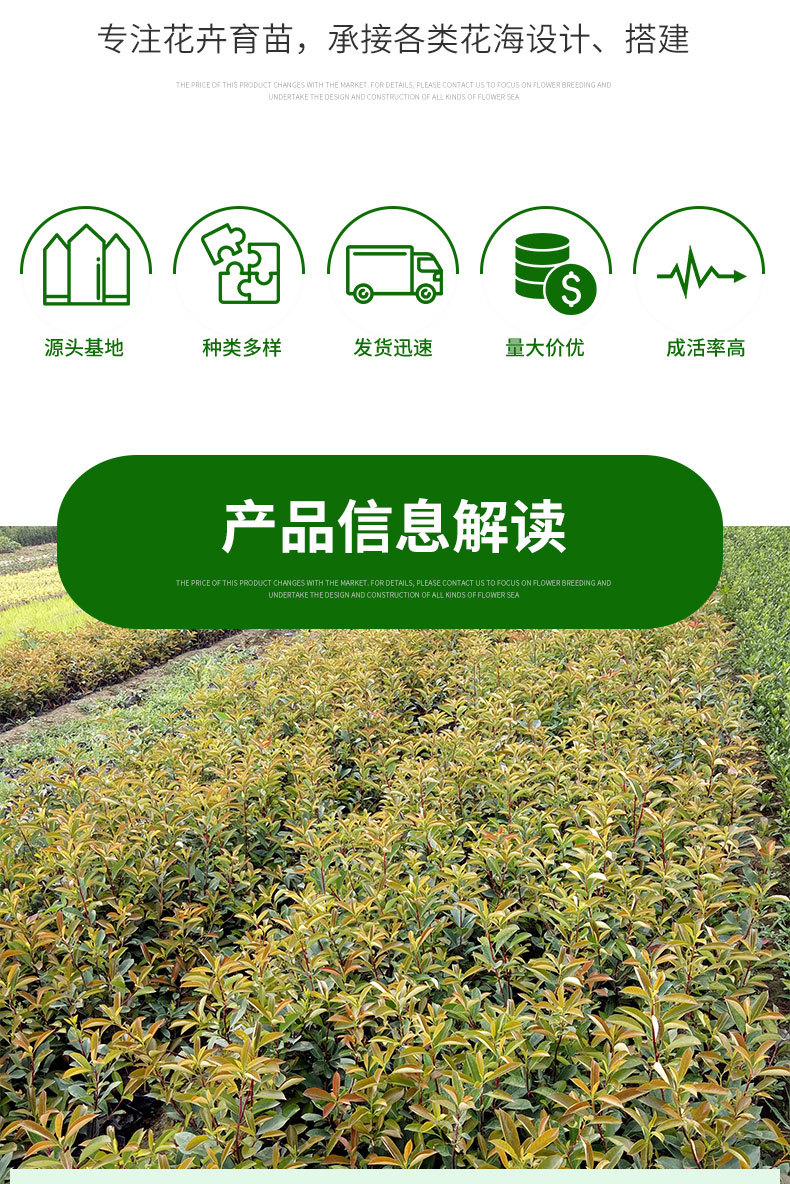 红叶石楠灌木苗木园林绿化街道绿化苗木红叶石楠批发