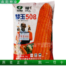 丰乐梦玉508玉米种子国审大田饲料玉米杂交种红轴半马齿高产大棒