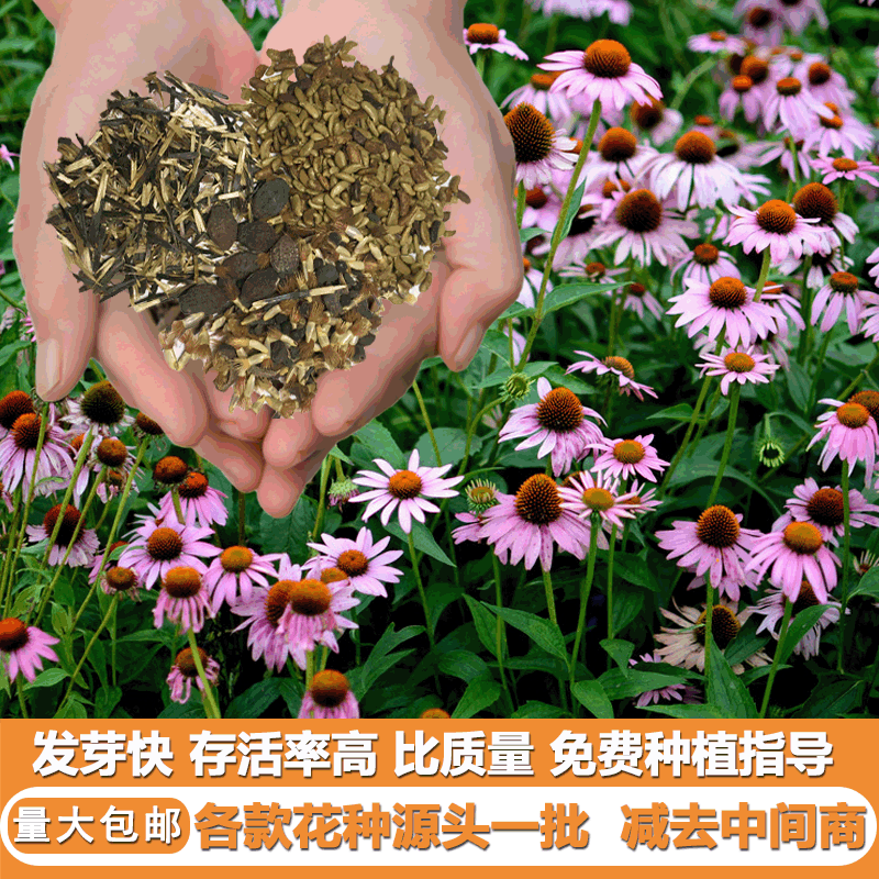 花卉菊花种子