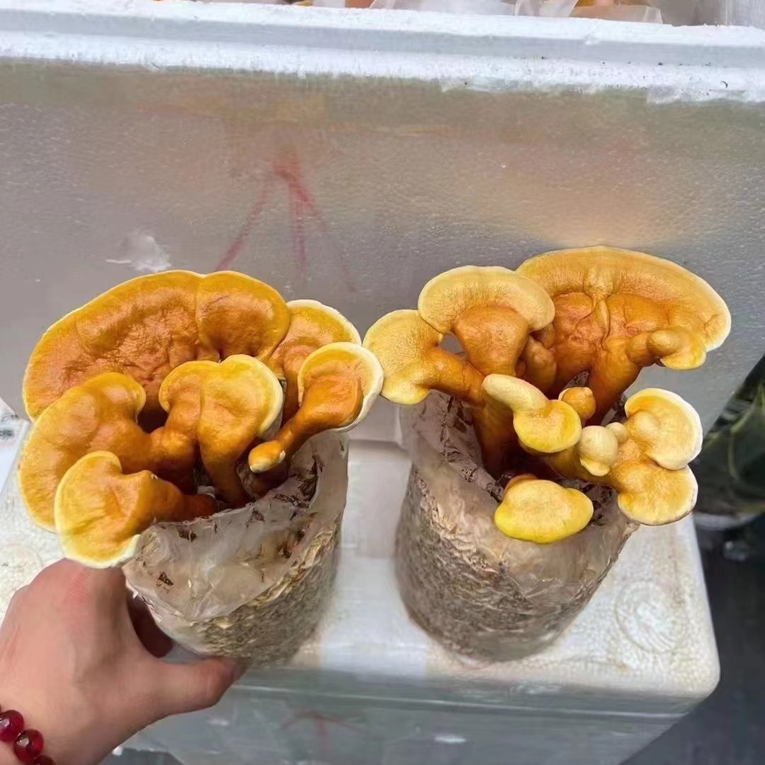 活体灵芝玄关摆台阳台可养灵芝观赏摆件灵芝盆景趣味种植旺财植物