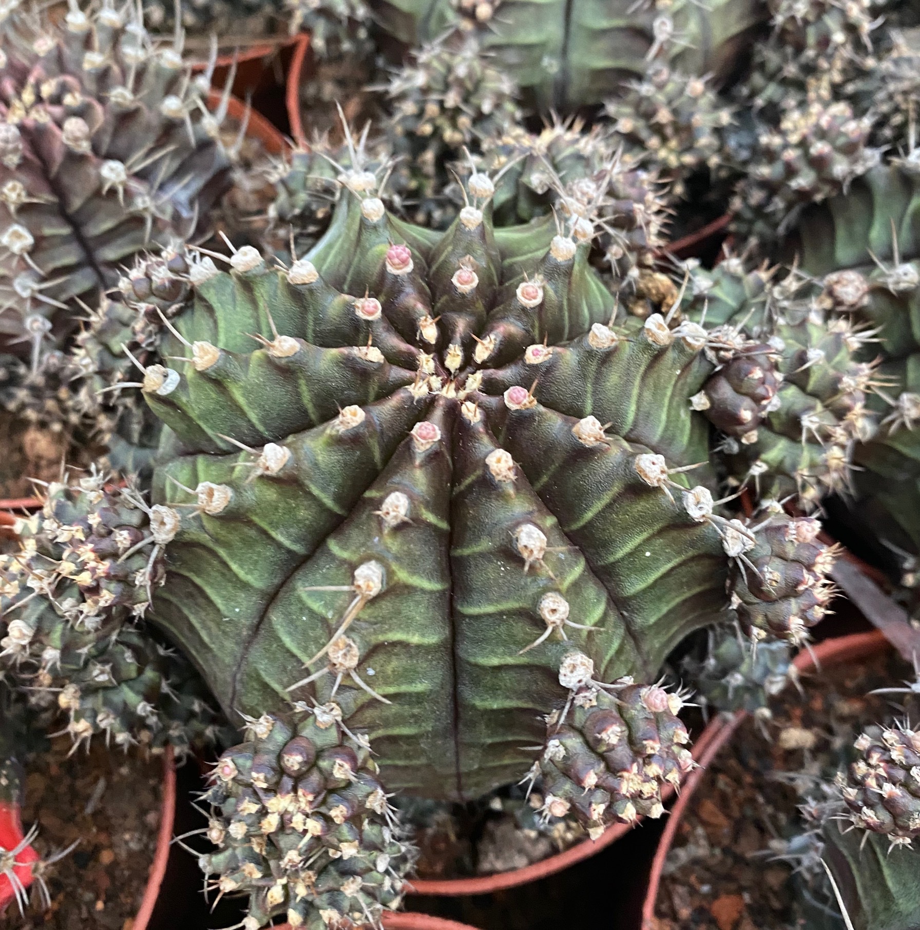 黑牡丹 落地 带侧芽 8-10厘米 仙人球批发 开花多肉盆栽 基地直发