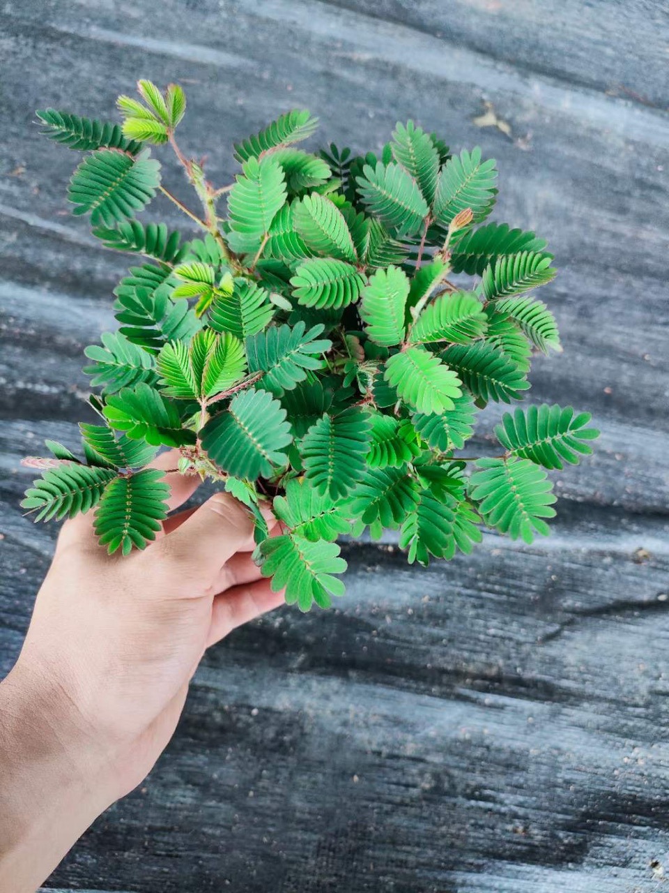 批发室内阳台有趣绿植害羞草花卉感应草风笑草含羞草盆栽
