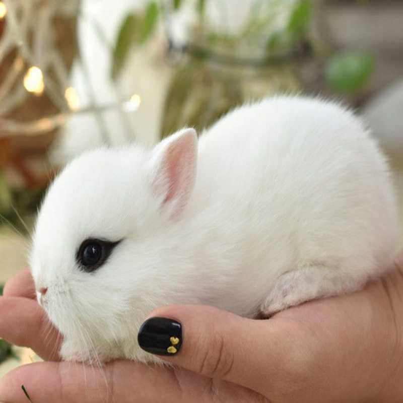 侏儒兔子活物凤眼海棠小型茶杯兔迷你长不大宠物兔活幼垂耳兔