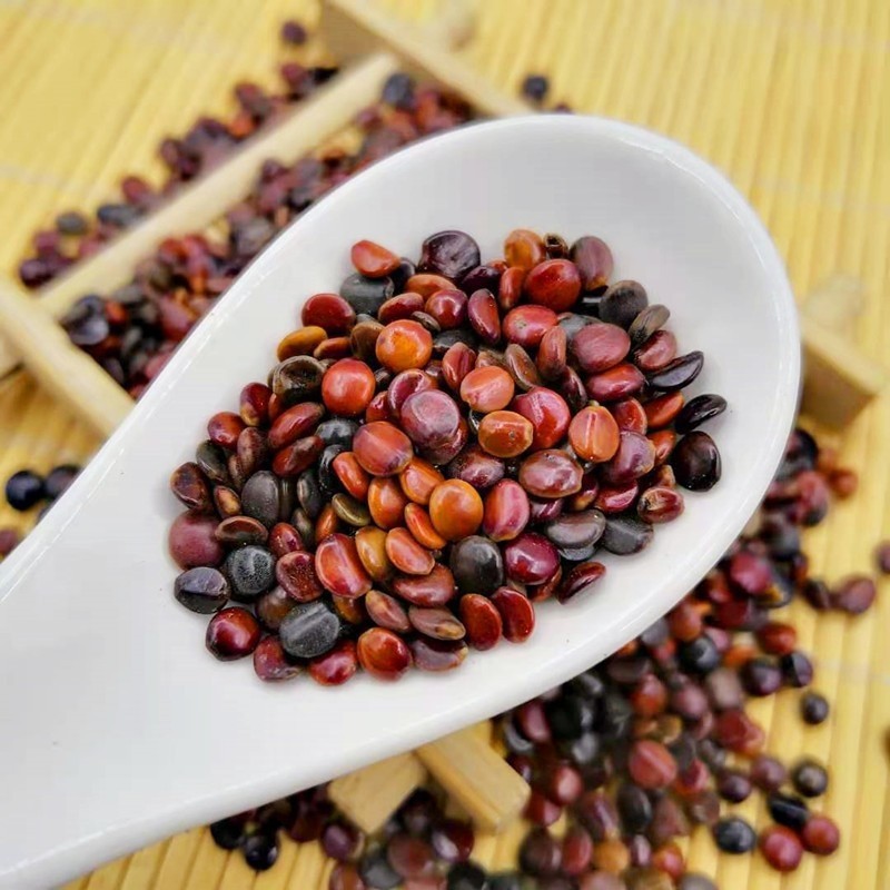 批发 枳椇子 中药材散装 枳具子 花草茶 拐枣子 枳苣子 枳椇子粉