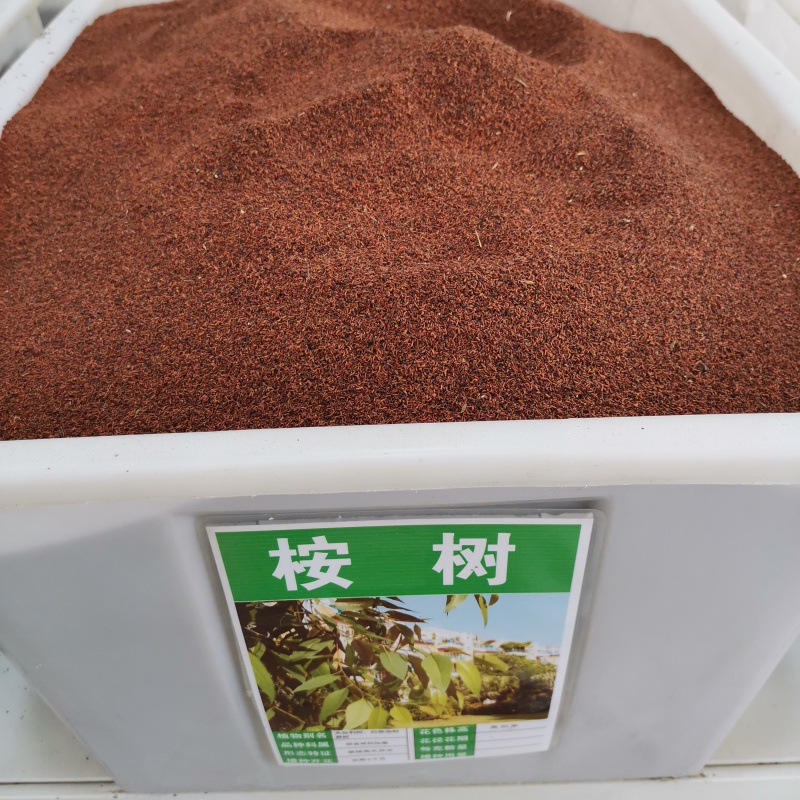 桉树种子林木种籽国产散装四季多年生景观绿化工程观叶种孑