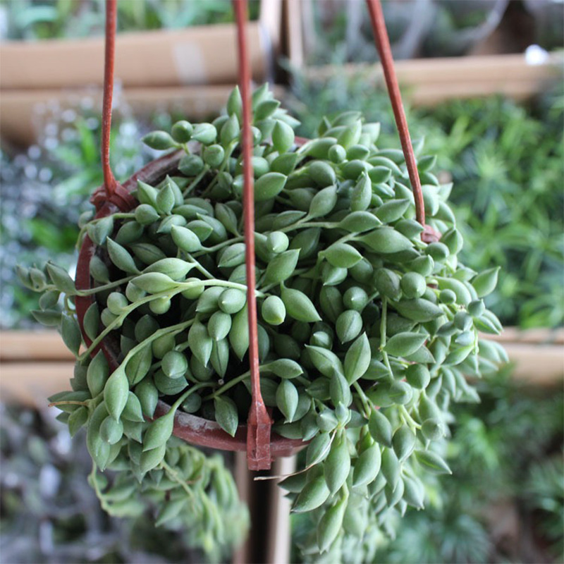 情人泪多肉佛珠盆栽垂钓植物珍珠吊兰长藤广东基地直供室内外阳台