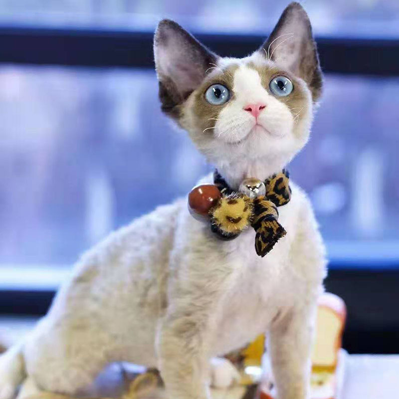 宠物活体猫长毛