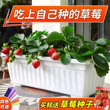 新款阳台种菜家庭草莓长条种菜长方形塑料花盆花瓶花盆容器宠物及