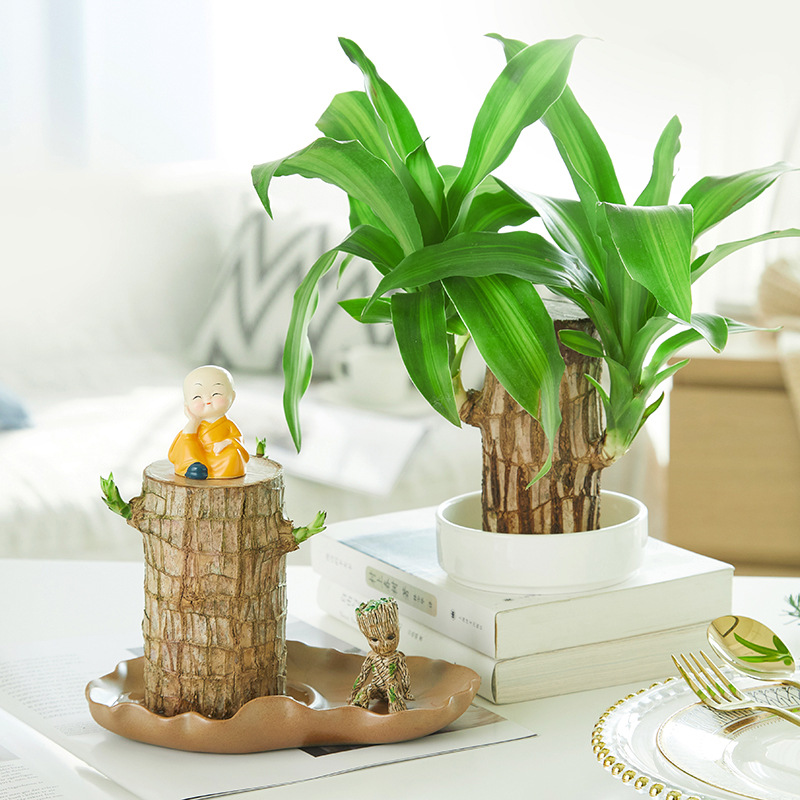 巴旦木树苗巴西木格鲁特水养开花盆栽四季常青植物室内水培花卉幸