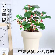 菩提树盆栽小盼菩提造型盆景植物带果绿植室内办公室桌面中式摆件