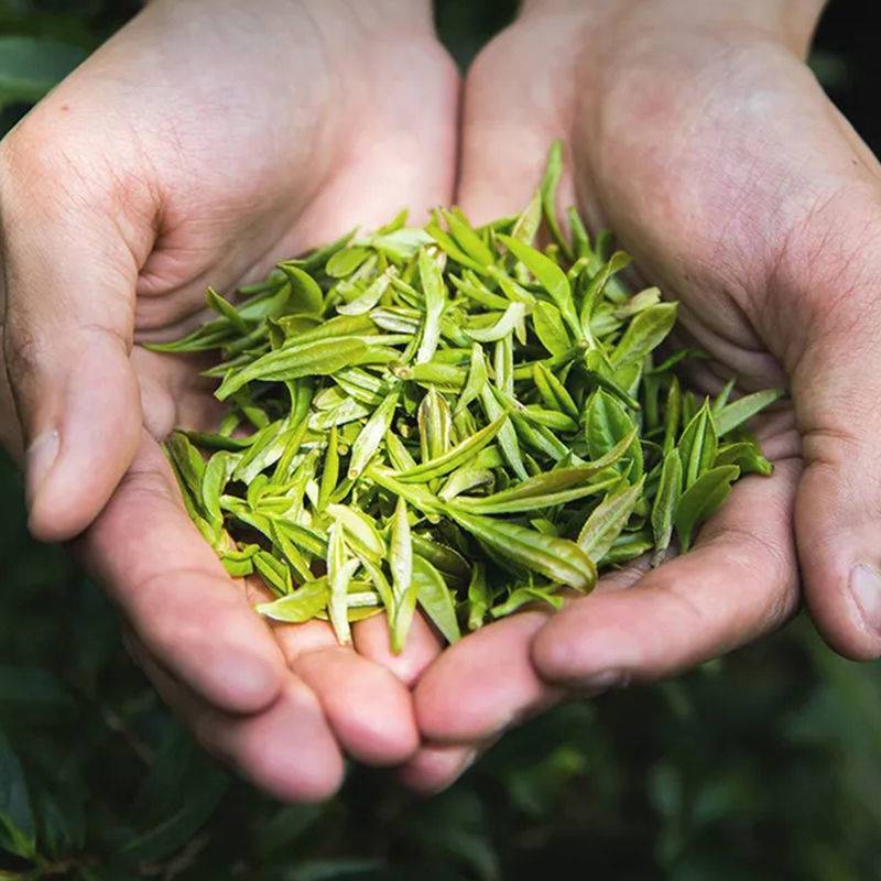 谷雨春 霍山黄芽2021新茶大别山高山云雾手工闷黄微发酵一级黄茶