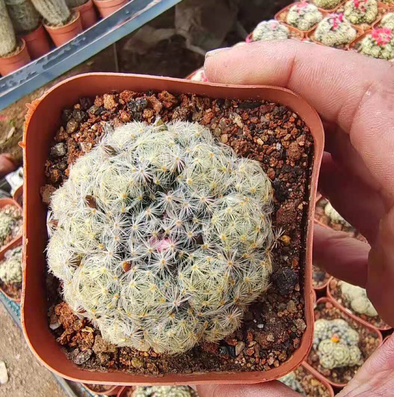 宝草掌形景天科精品盆栽多肉植物实生仙人球红花白花明星群生多头