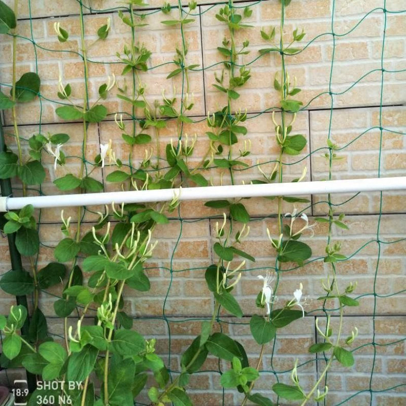 金银花苗盆栽阳台爬墙爬藤植物四季开花常青花卉老桩盆景树苗药用