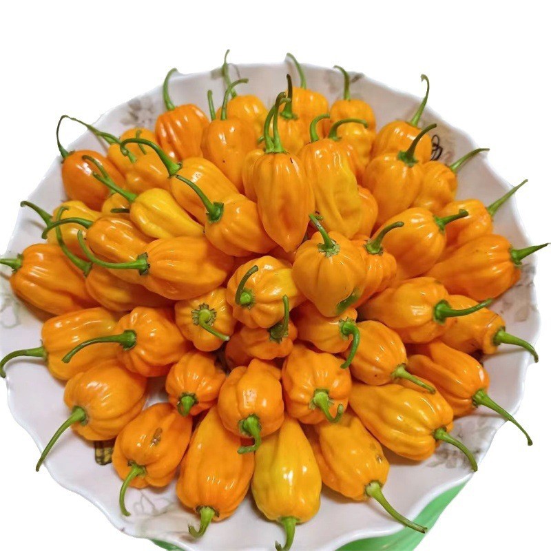 100斤包邮海南黄灯笼辣椒 新鲜薄皮黄辣子爆香辣当季辣椒非小米辣